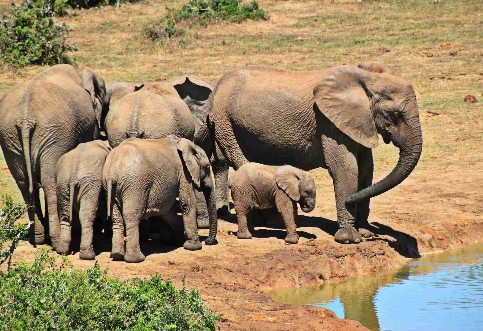Zimbábue e África do Sul